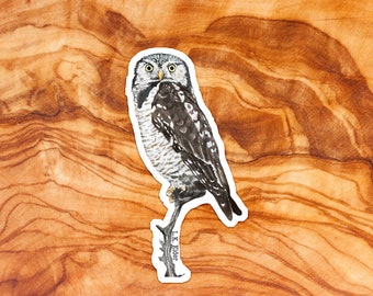 Northern Hawk Owl sticker, Hawk Owl Sticker, Northern Hawk Owl illustration, Nature stickers, Bird lover stickers, Bird watching stickers