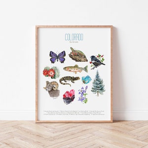 May include: A white poster with the word "COLORADO" in blue text and the words "Native State Species" in smaller blue text. The poster features illustrations of 12 different species native to Colorado, including a butterfly, a fish, a lizard, a flower, a tree, and a ram. The poster also includes a list of the species names and their corresponding numbers.