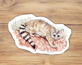 May include: A watercolor illustration of a ring-tailed cat, also known as a cacomistle, on a rock with brown and green foliage. The cat has a long, striped tail and is looking directly at the viewer.