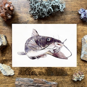 Channel catfish painting, catfish Illustration, Watercolor catfish,  fishing painting, fishing Art, catfish fishing