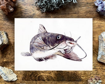 Channel catfish painting, catfish Illustration, Watercolor catfish,  fishing painting, fishing Art, catfish fishing