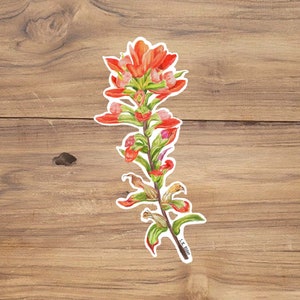 Indian Paintbrush Sticker: Laminated Wildflower Decal