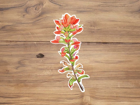 Indian Paintbrush Sticker: Wildflower Sticker