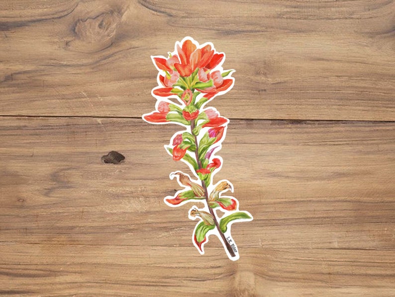 May include: A watercolor illustration of a red and green Indian paintbrush flower. The flower is depicted with a white outline and is set against a woodgrain background.