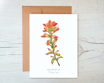 Indian Paintbrush Greeting Card, Wildflower note cards,  Indian Paintbrush card,  Indian Paintbrush Illustration, Botanical Blank Card,