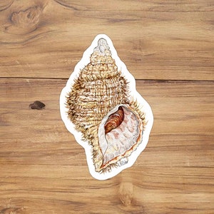 oregon hairy triton shell, Seashell sticker, sea snail sticker, oregon sticker, coastal sticker, PNW sticker, Oregon state symbols