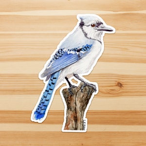 Blue Jay Sticker, Jay sticker, Blue bird sticker, Bird sticker, Bird Watching Sticker, Bird lover sticker, Vinyl bird sticker, Blue Jay art