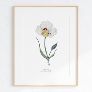 Sego Lily Giclee Print, Watercolor Sego Lily, Sego Lily Illustration, Sego Lily Painting, Utah State Flower, Desert Wildflowers, Sego Lily image 1