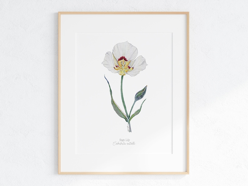 Sego Lily Giclee Print, Watercolor Sego Lily, Sego Lily Illustration, Sego Lily Painting, Utah State Flower, Desert Wildflowers, Sego Lily image 1