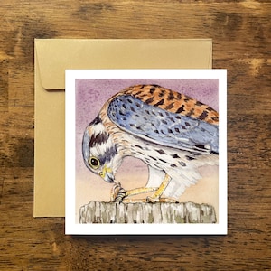 American Kestrel Notecard: Wildlife Falcon Art Card