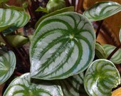 Peperomia argyreia (Watermelon Peperomia)