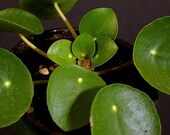 Pilea peperomioides