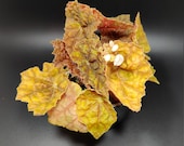 Begonia 39 Autumn 39