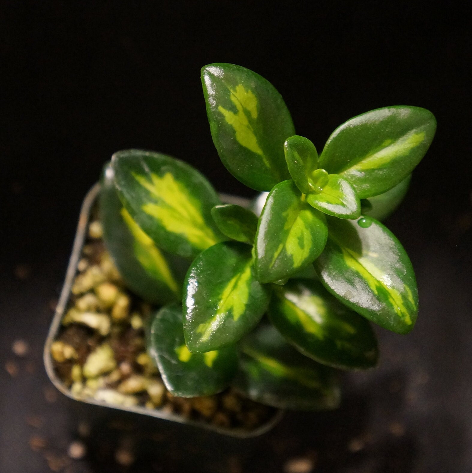 Variegated Goldfish Plant ( Nematanthus sp. )