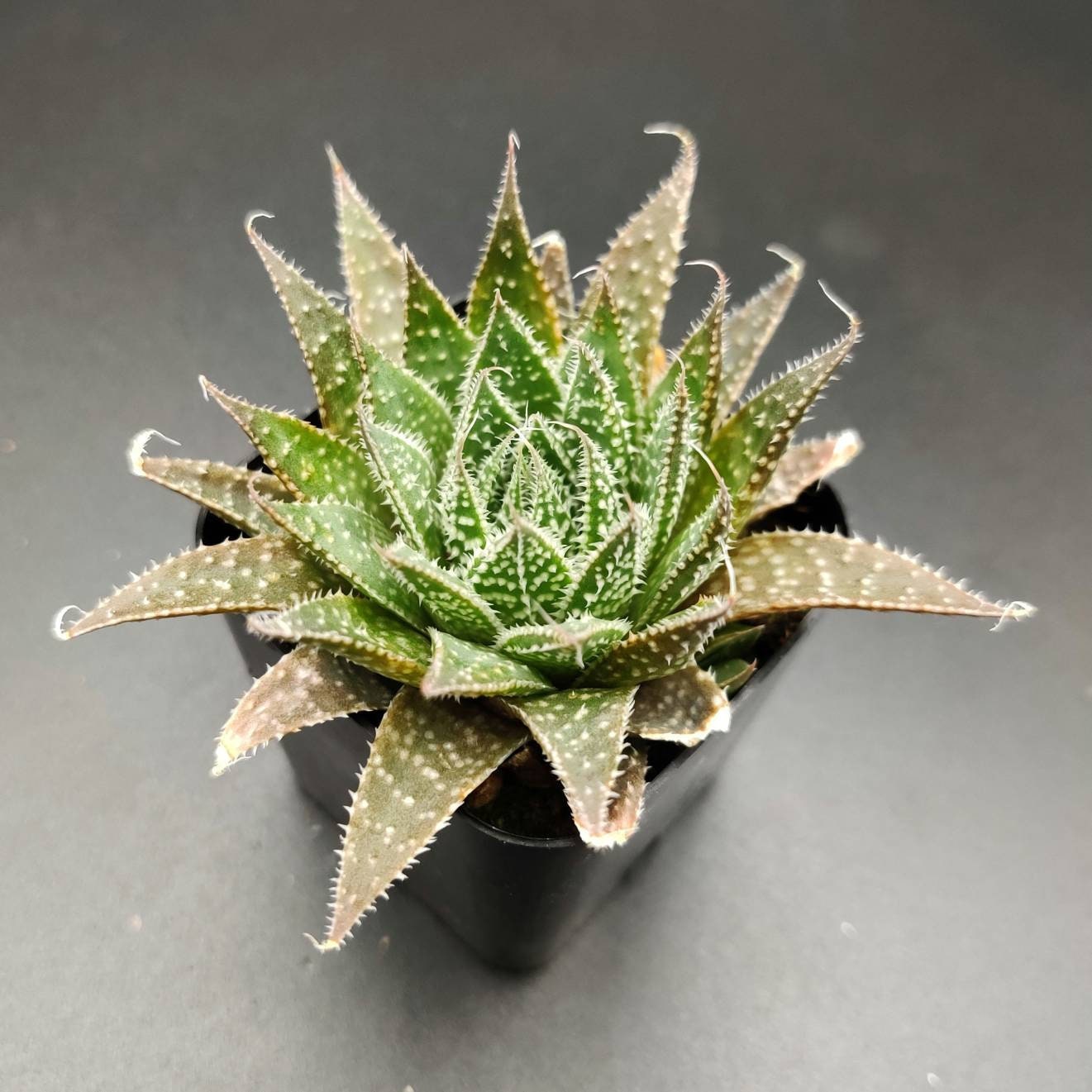 Aristaloe aristata Formerly Aloe aristata Etsy