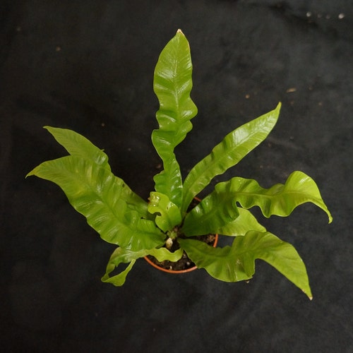 Crispy Wave Bird's Nest Fern asplenium Nidus Etsy