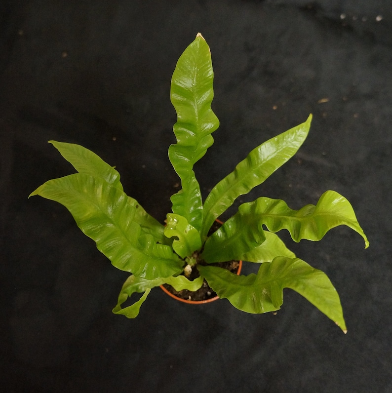 Crispy Wave Bird's Nest Fern Asplenium nidus Etsy