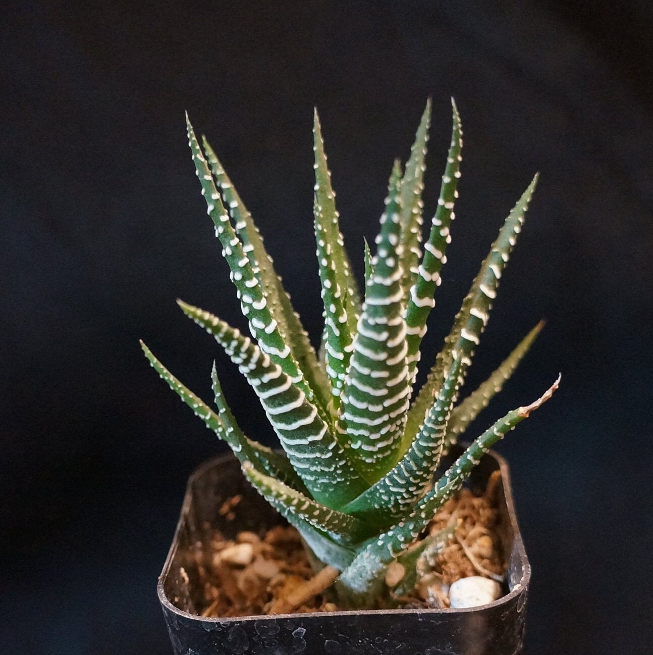 Zebra Haworthia ( Haworthiopsis attenuata )