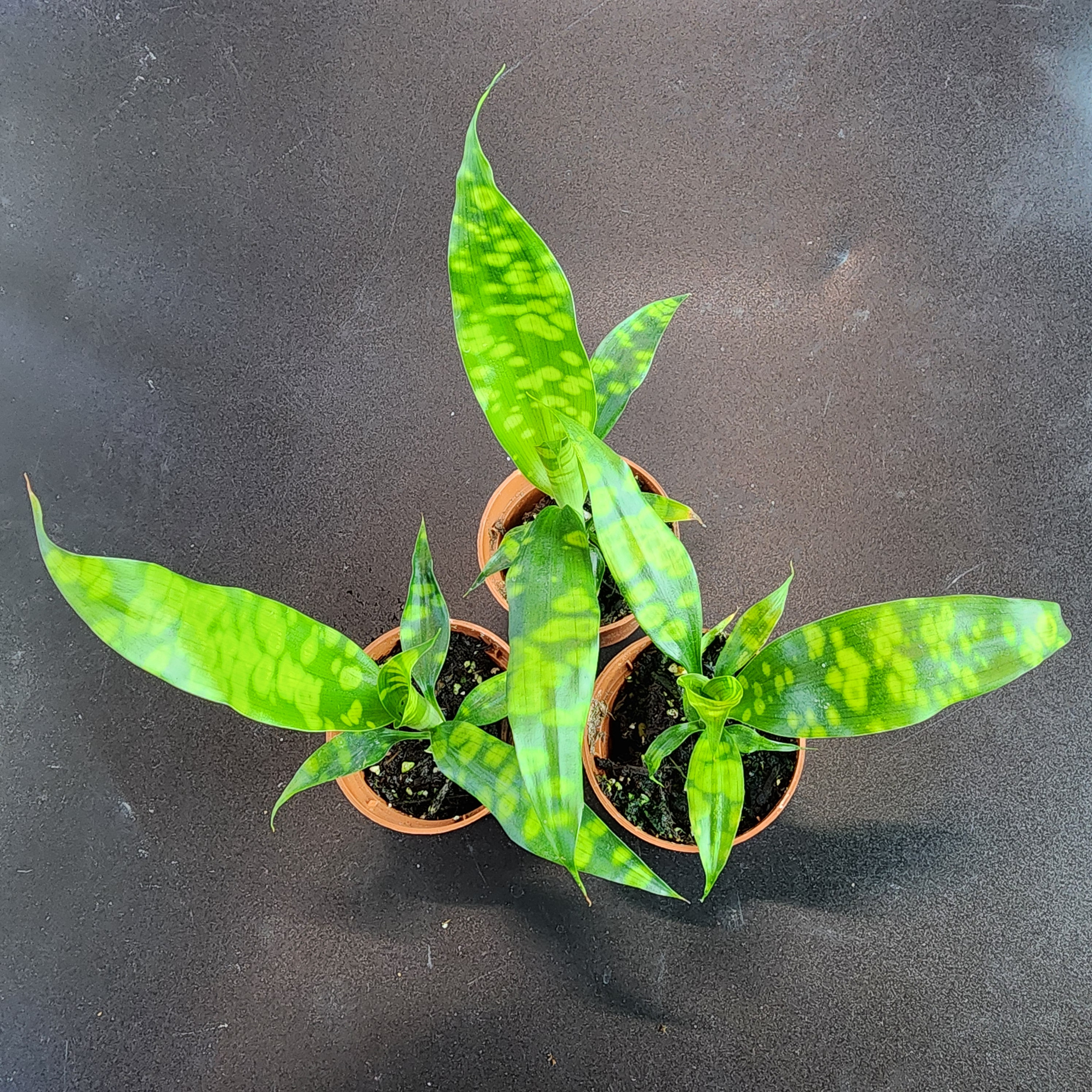 Dracaena Cantleyi 'malachite' - Etsy India