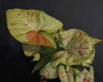 Syngonium podophyllum 'Confetti'