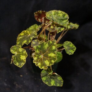 Begonia U168 Etsy