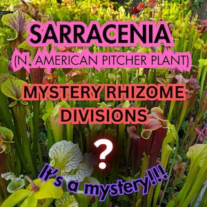 May include: An image of Sarracenia, also known as North American Pitcher Plants, with the text "Mystery Rhizome Divisions" and a question mark. The phrase "It's a mystery!!!" is also included. The plants are green, red, and yellow.