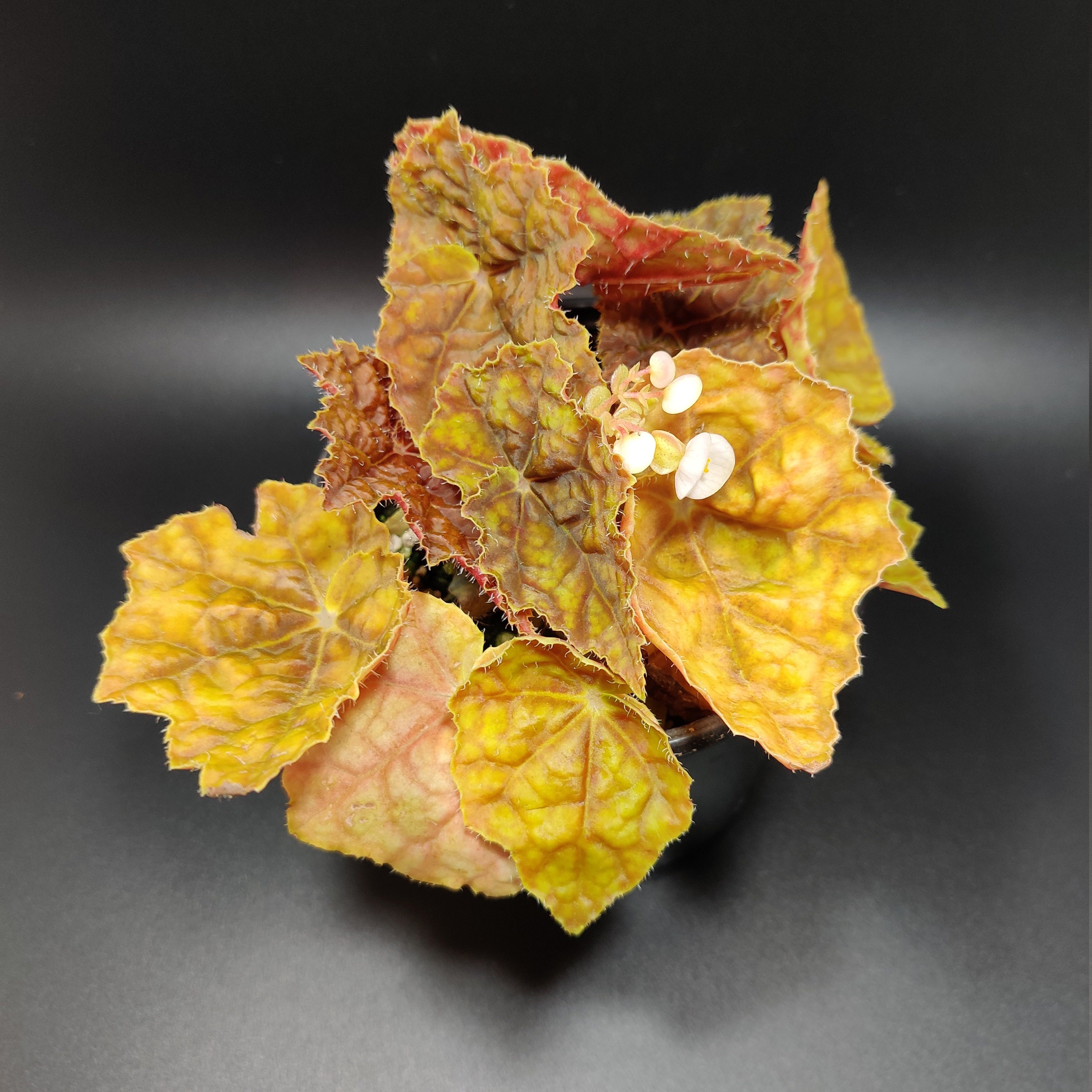 Begonia 'Autumn'