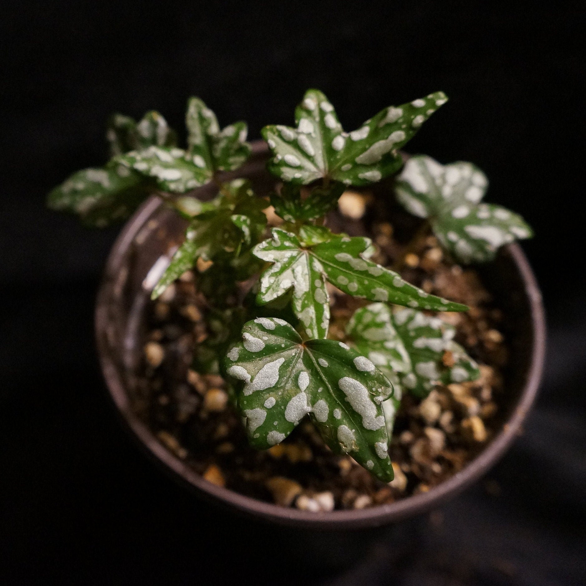 Begonia dregei 'Glasgow'