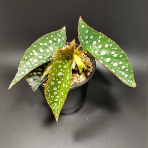 Begonia Mindorensis Dark Form Etsy Begonia Mindorensis Dark Form Etsy