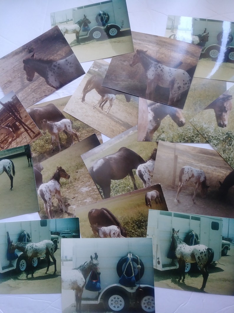 Vintage Horse Photographs  Lot 17 Color Pictures Animal image 0