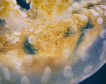 Jellyfish Print Sea Creatures, Swimming, Nautical, Fish, Swim, Office, Aquarium, Close-up, Nature Photo, Tropical, Fine Art Print, Wall Art