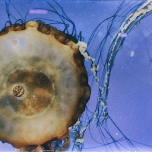 Jellyfish Print Sea Creatures, Swimming, Nautical, Fish, Nature Photography, Fine Art Print, Wall Art