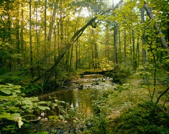 Where Faeries Tread landscape woods park oasis wilderness Pennsylvania tree peaceful green pretty calm explore outdoors hike nature therapy