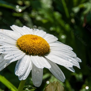 Original numbered photograph, nature, flower, morning dew on a daisy, Marie-Ève LaBadie, decoration