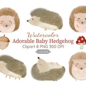 Digital Clip Art, Watercolor Little Cute Hedgehogs Clipart,Hedgehogs Clipart, Hedgehugs, Hand drawn, woodland animals PNG 300 DPI