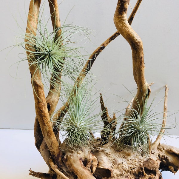 3-pack of tillansia fuchsii  // air plant set // household plant// wedding favor // unique gift // birthday gift // christmas gift //