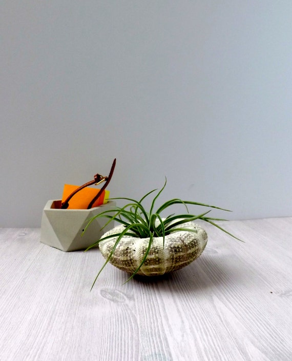 Multicolored Sea Urchin Air Plant Holder Desk Accessory Etsy
