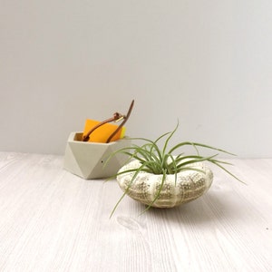 multicolored sea urchin air plant holder // desk accessory // cute gift // sea shell decor // minimalist decor // birthday gift