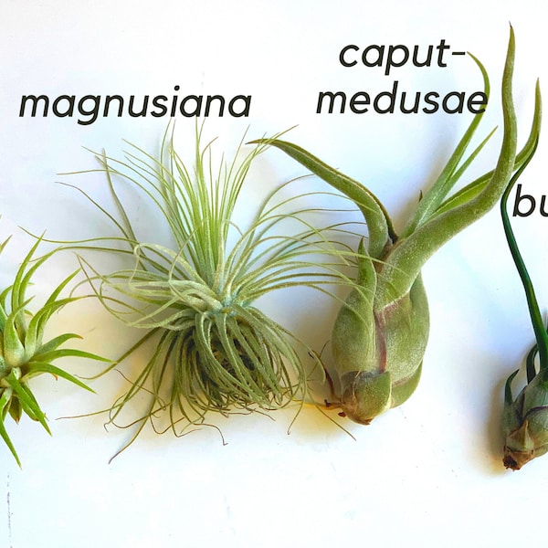 tillandsia starter pack of 4 plants / FREE SHIPPING / Small Plants / Terrarium Plants / Ionantha / Desk Plant, Office Decor, Party Favors