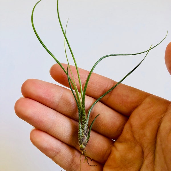 tillandsia mini butzii // airplant // household plant// wedding favor // unique gift // birthday gift // christmas gift //