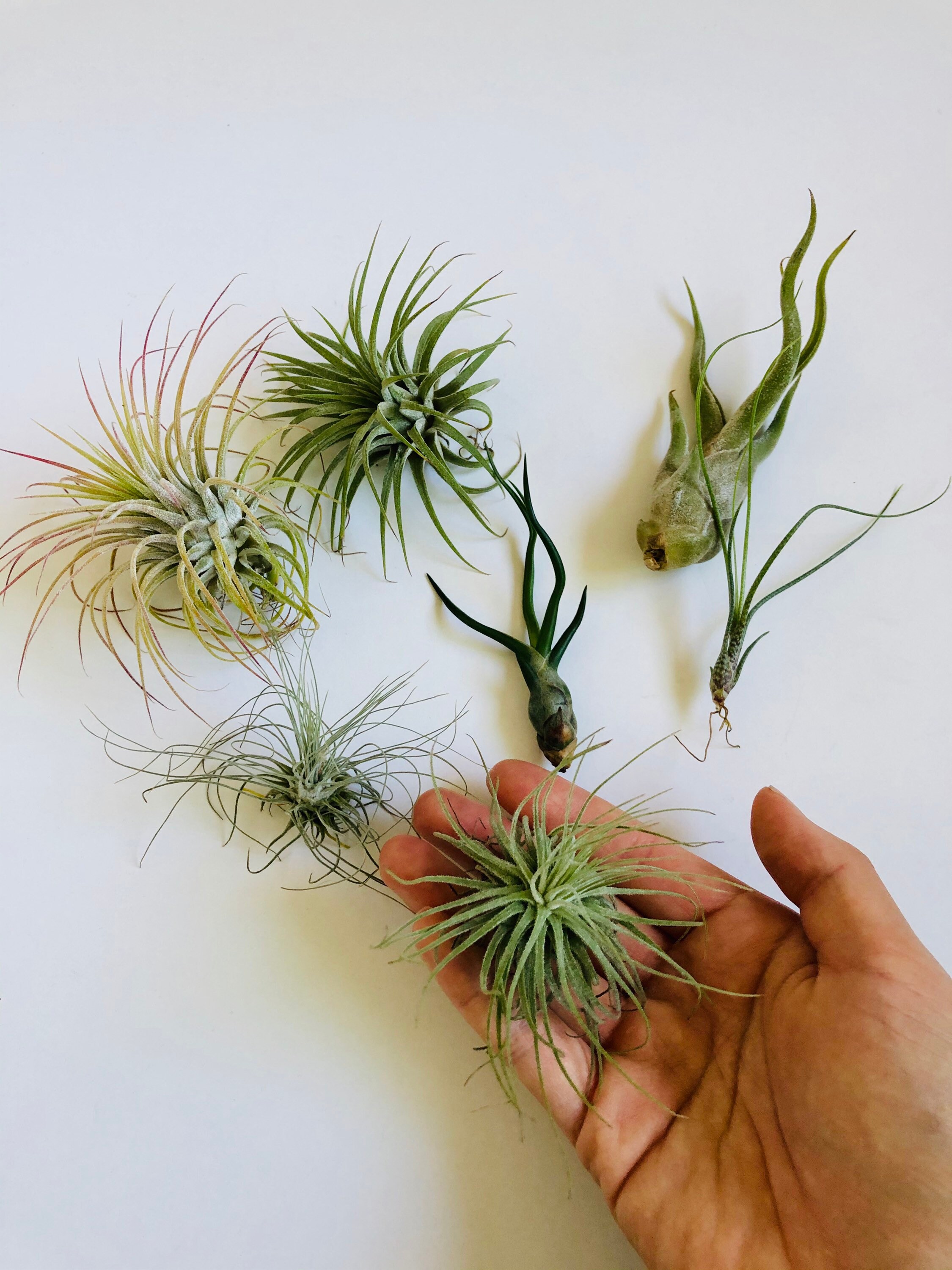 ねずみTillandsia Airplant - Tillandsia xerographica - Lg