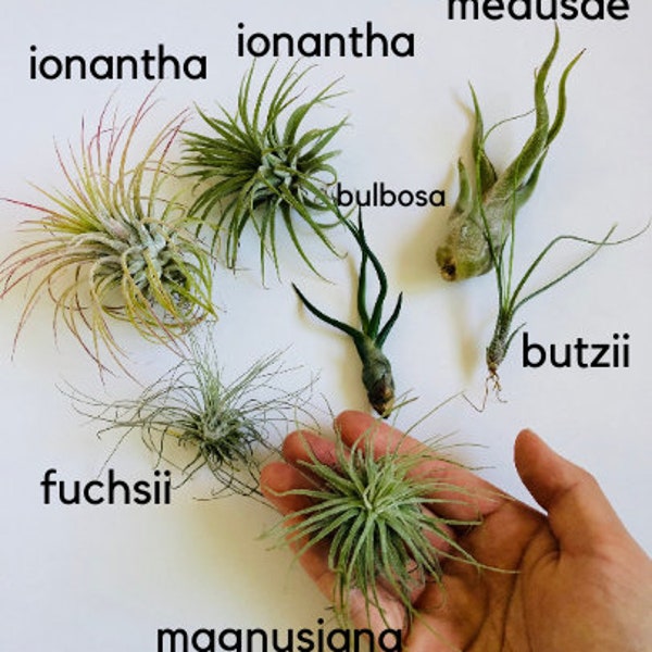 tillandsia XL starter pack of 7 plants // air plant set // household plant// wedding favor // unique gift // birthday gift // FREE SHIPPING