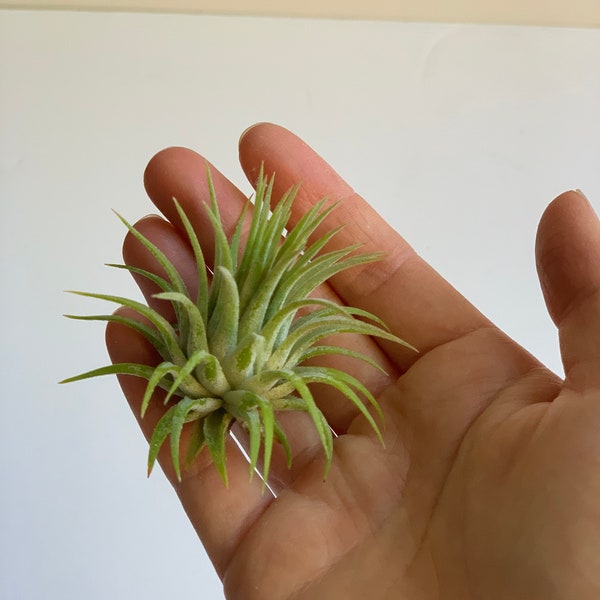 tillandsia ionantha  // airplant // wedding favor // unique gift // air plant // birthday gift // christmas gift
