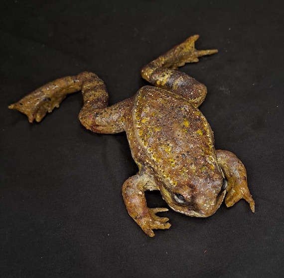 Precolored Silicone Frog - Etsy