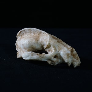 Dachs Harz Schädel Reproduktion