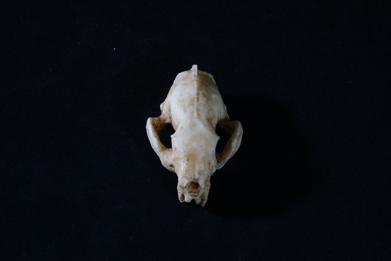Ferret Resin Skull Reproduction Etsy