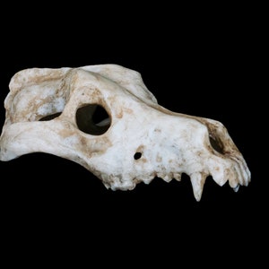 Wolf / Hund Schädelreproduktion aus Resin