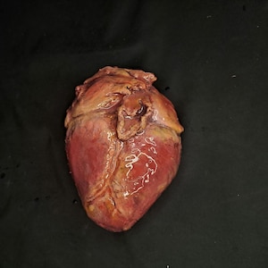 fake silicone precolored human heart