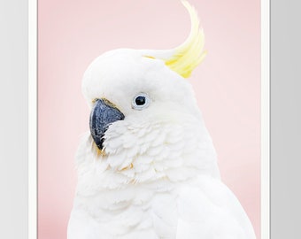 Può includere: Un cacatua bianco con una cresta gialla su uno sfondo rosa. Il cacatua ha occhi neri e un becco nero.