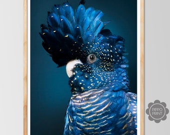 Lámina de cacatúa negra de cola roja, fotografía de aves australianas, arte mural azul marino (descarga digital)